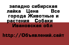 западно сибирская лайка › Цена ­ 0 - Все города Животные и растения » Собаки   . Ивановская обл.